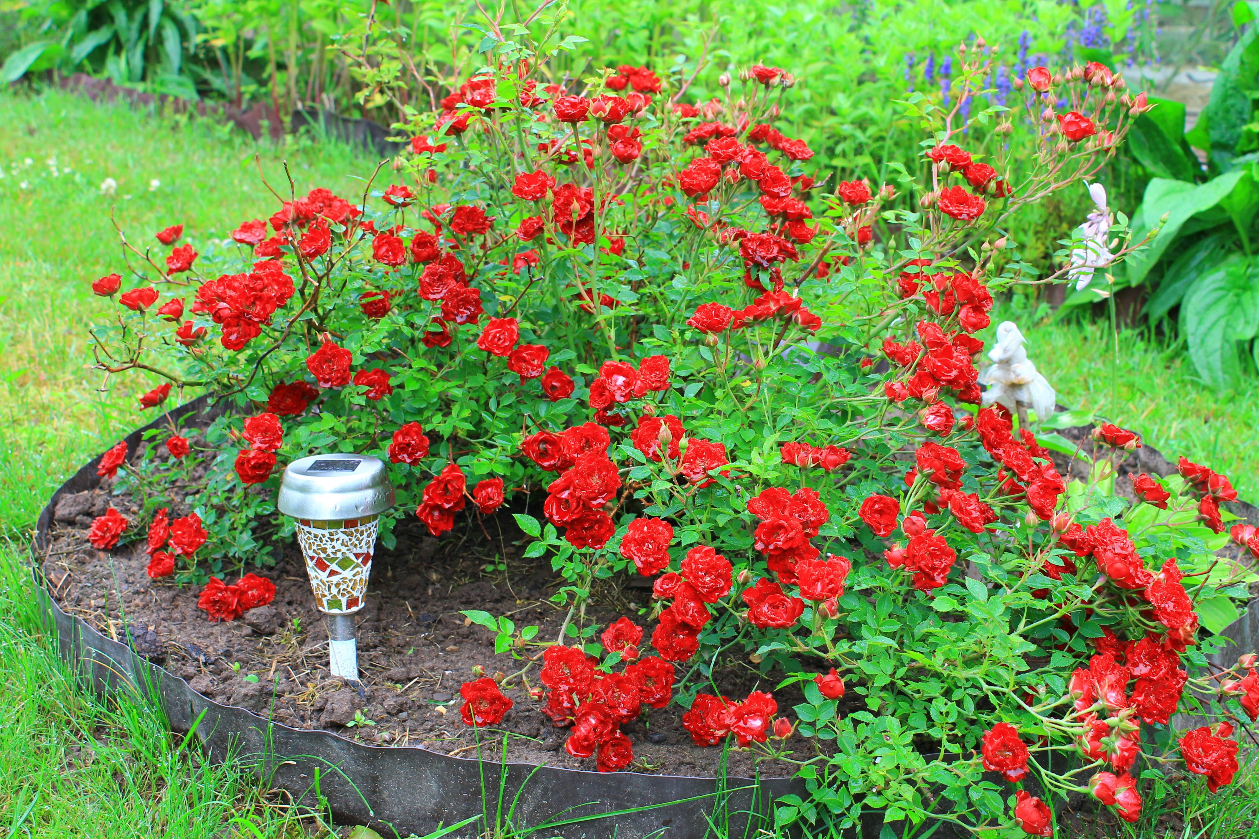 Почвопокровная роза от питомника «Королева Сада», Крым